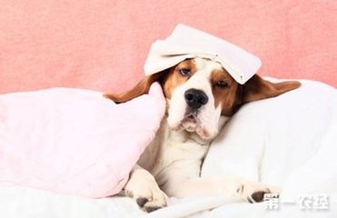 中期犬瘟在家的治疗方法,狗狗犬瘟怎么治疗最有效