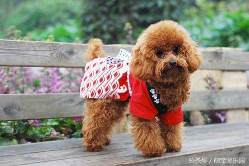 泰迪皮肤掉毛秃了还能长毛吗,泰迪掉毛局部变秃怎么治疗