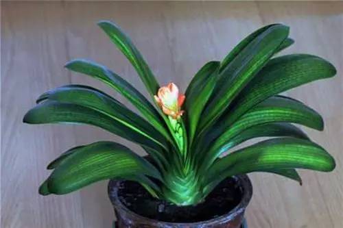 9月至12月什么花好看,9月适宜养的花