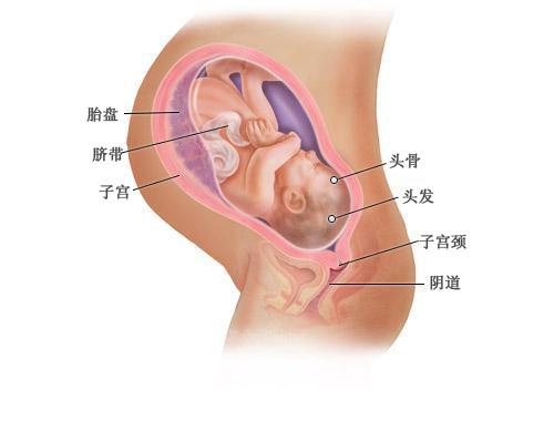 图解：孕三十一周至四十周，孕妈妈准备等待‘天使宝宝’的到来