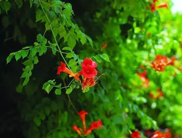 凌霄盆景如何养护,凌霄盆栽植物