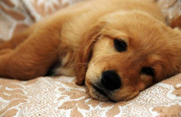 中期犬瘟在家的治疗方法,狗狗犬瘟怎么治疗最有效