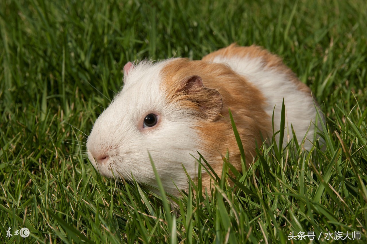 养一只荷兰猪一个月费用多少,养一只荷兰猪要投资多少钱