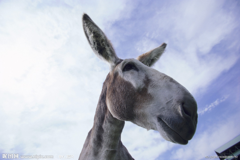 中国农民养500只猪,中国农民养熊