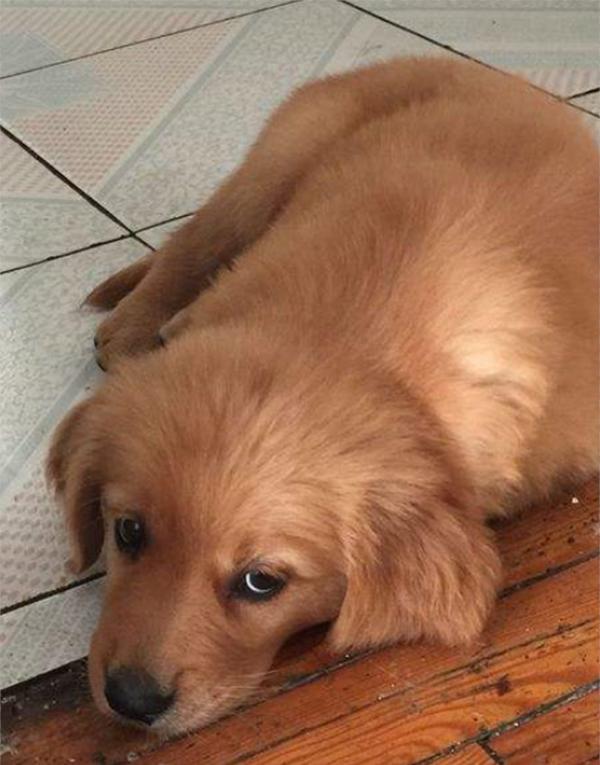 金毛成长要关注什么,金毛成长记日常调皮