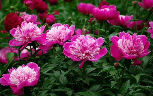 花给太阳晒伤了怎么办,被太阳晒时的花该怎么拯救回来