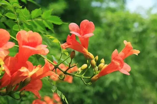 凌霄盆景如何养护,凌霄盆栽植物