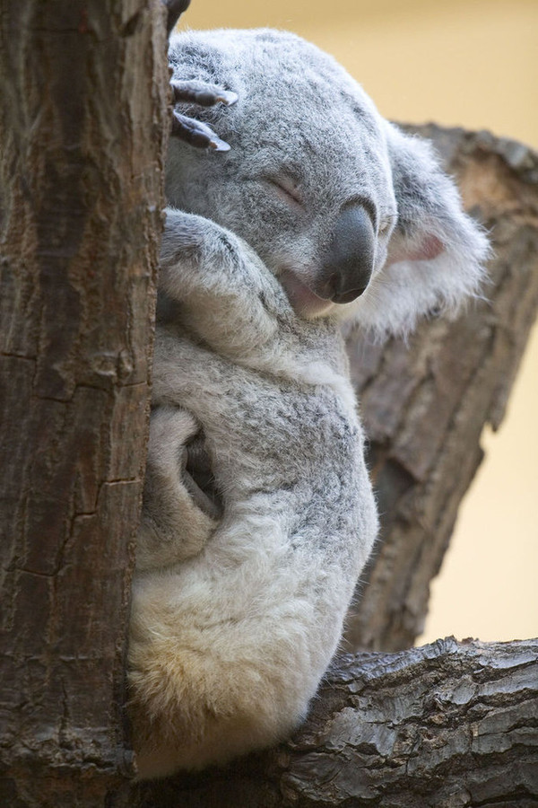 菠萝里含一种能分解肉类的酶，你猜自己是在吃菠萝，还是被菠萝吃