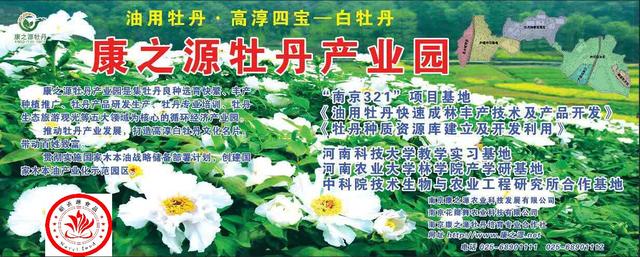 专业角度看凤丹各器官特点，带你全面科学认识高淳四宝-白牡丹