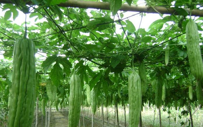 人们常吃的蔬菜,常吃却不知道长什么样子的蔬菜