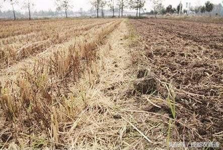 氮磷钾肥多了怎么办,怎么区别缺氮缺磷缺钾肥
