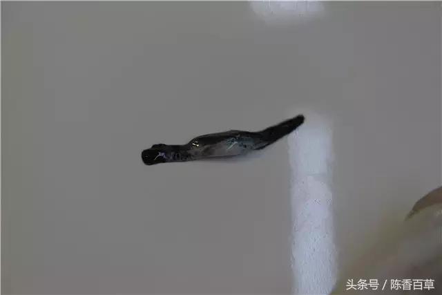 墨汁能做什么,墨汁能做什么小吃