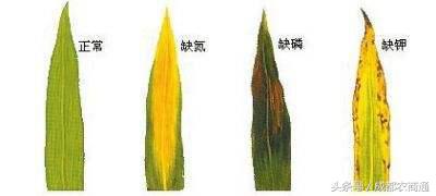 氮磷钾肥多了怎么办,怎么区别缺氮缺磷缺钾肥