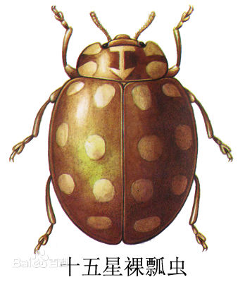 哪些瓢虫是益虫哪些瓢虫是害虫,瓢虫是害虫还是益虫怎么区分