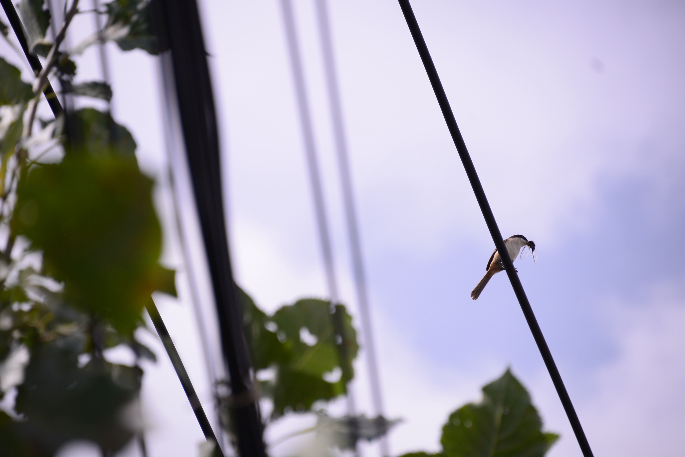 大理旅居租房子,大理古城租房旅游