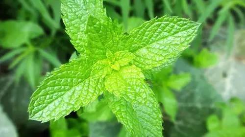 铲屎官养宠物的正确方法,铲屎官如何对待死掉宠物