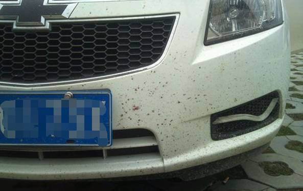 车上鸟粪怎么清理干净,车上鸟粪去除好方法