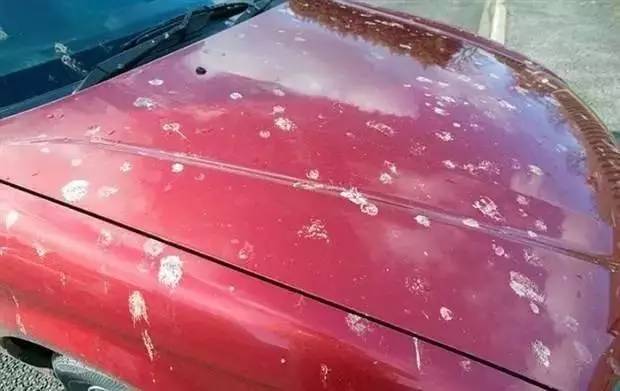 车上鸟粪怎么清理干净,车上鸟粪去除好方法