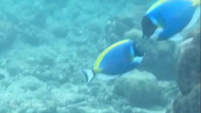 马尔代夫真的值得去吗,去马尔代夫的真实感受