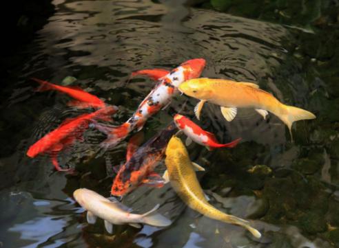 锦鲤鱼怎么养不爱死,黄色锦鲤鱼跟黑色的锦鲤好不好养