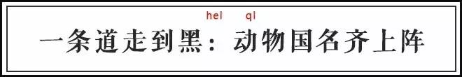 打个仗而已，起这么奇怪的行动代号是想笑死对手吗？