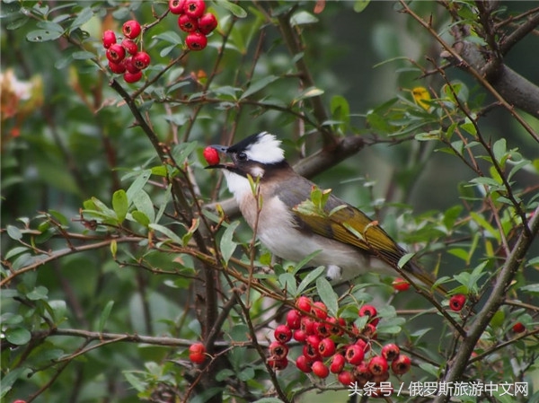 俄罗斯烤肉和牛排哪个好吃,俄罗斯烤肉种类