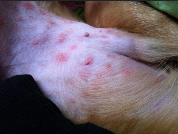 金毛成长要关注什么,金毛成长记日常调皮