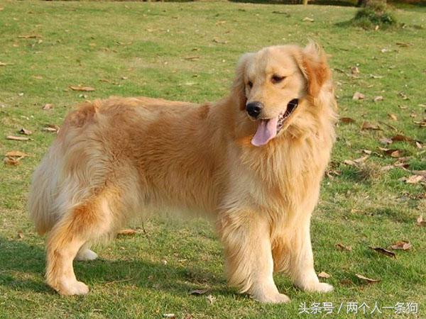 遛狗被别的狗给咬了,遛狗时狗狗被蚂蚁咬了