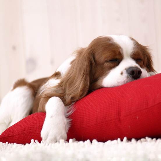 这些营养对狗狗来说很重要，养了那么长时间的狗狗你也可能不知道