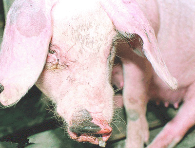 猪脑袋歪了怎么回事,猪歪着脖子是怎么回事