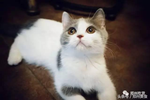 郑州东区萌猫主题披萨小店，铲屎官快来这吸猫了！