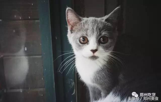 郑州东区萌猫主题披萨小店，铲屎官快来这吸猫了！