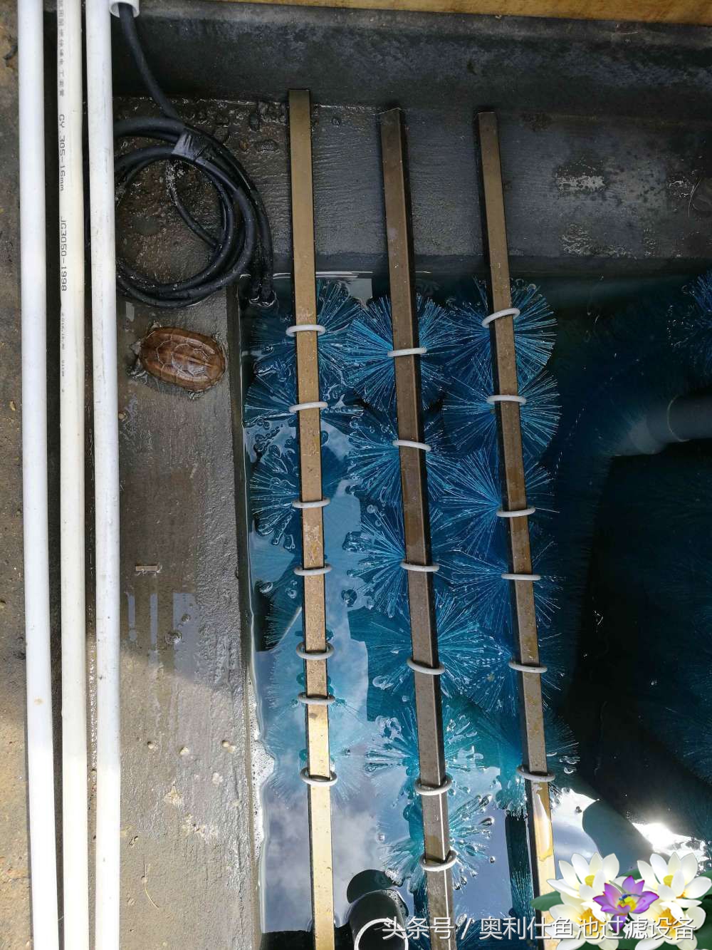 10吨小鱼池的完美养成记