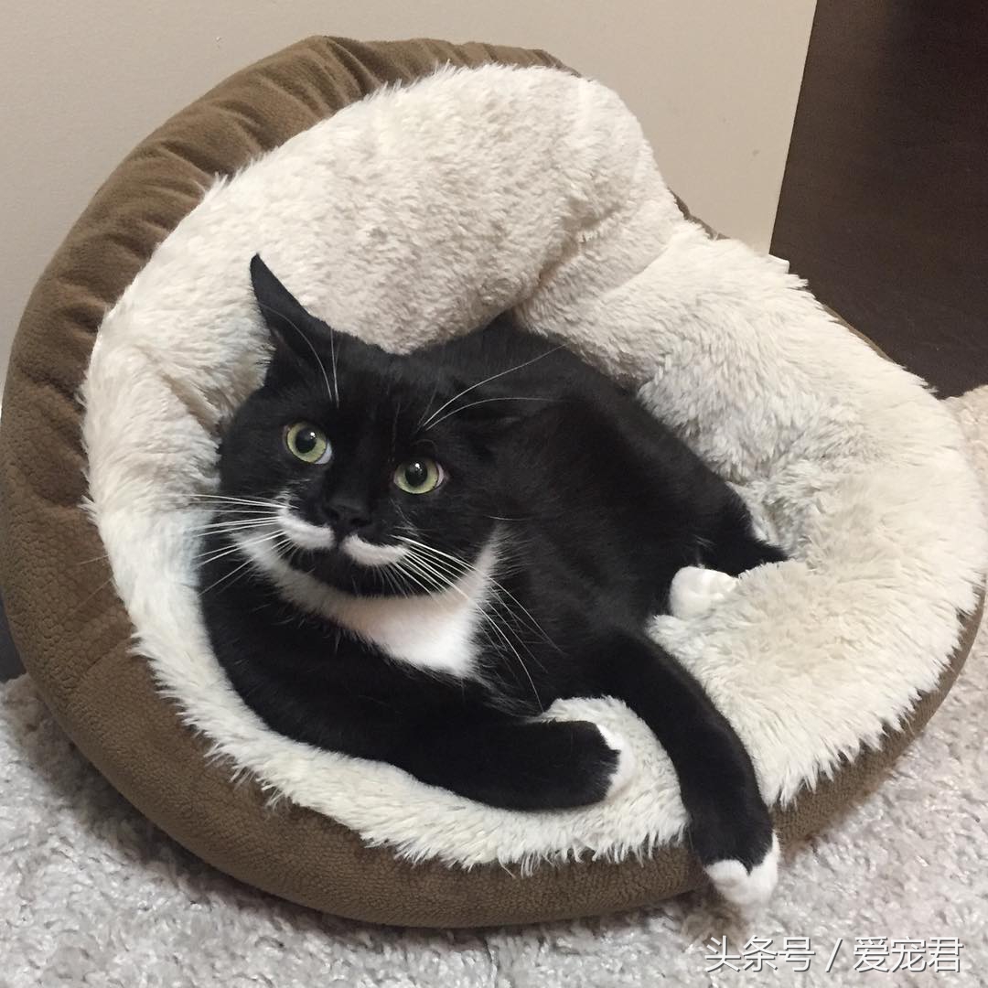 猫咪什么都不干什么情况,喵星人为什么不正经