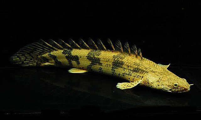 打我蓝buff，生气时萌萌哒，那些难得一见却美的令人窒息的观赏鱼