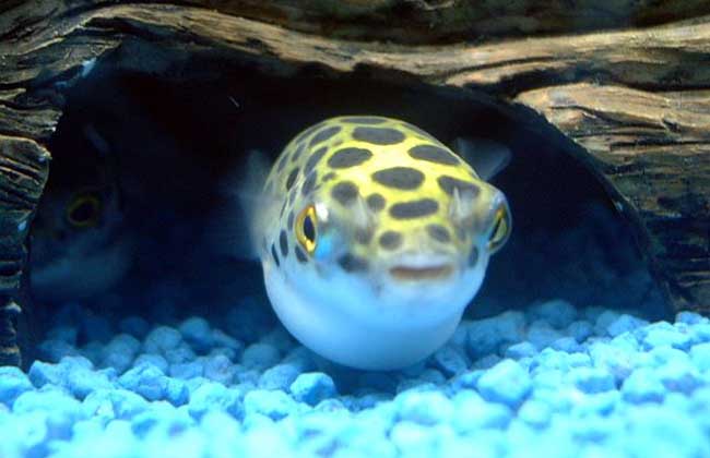 打我蓝buff，生气时萌萌哒，那些难得一见却美的令人窒息的观赏鱼