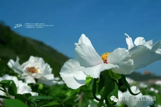 专业角度看凤丹各器官特点，带你全面科学认识高淳四宝-白牡丹