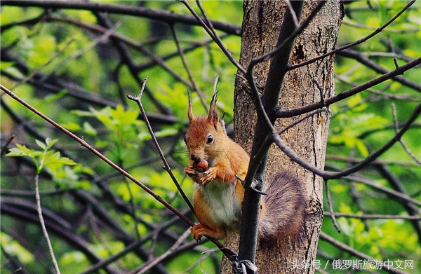 俄罗斯烤肉和牛排哪个好吃,俄罗斯烤肉种类