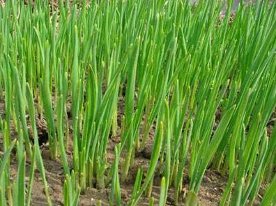 人们常吃的蔬菜,常吃却不知道长什么样子的蔬菜