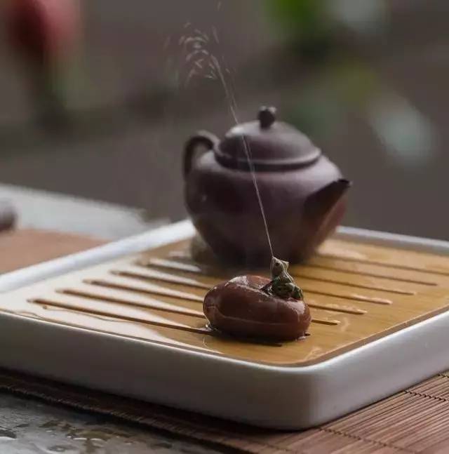 养茶宠有什么危害,你真的会养兰花吗