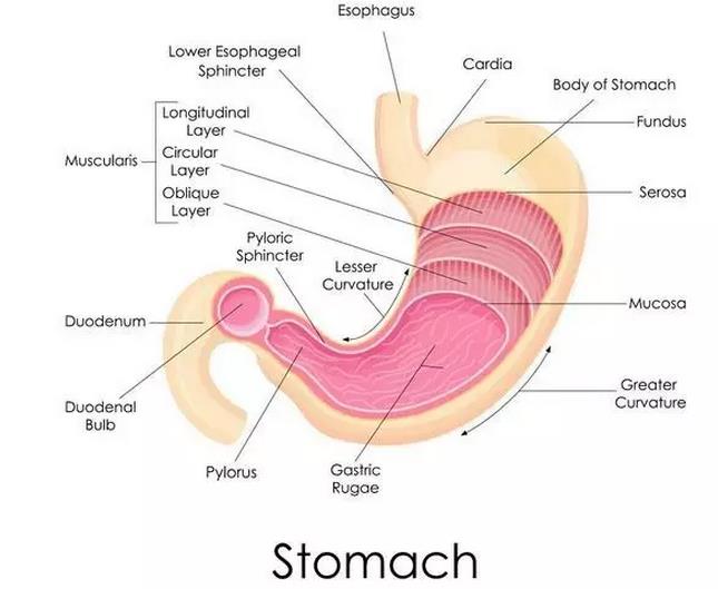 全国有最多的胃癌患者,全国胃癌最好的专家是谁