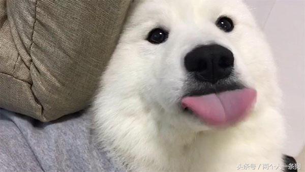 遛狗被别的狗给咬了,遛狗时狗狗被蚂蚁咬了