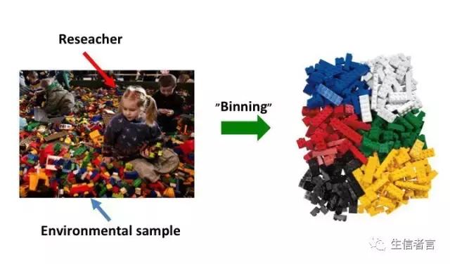宏基因组多样性,宏基因组的binning分析是什么