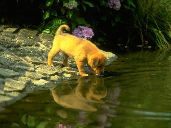 这些营养对狗狗来说很重要，养了那么长时间的狗狗你也可能不知道