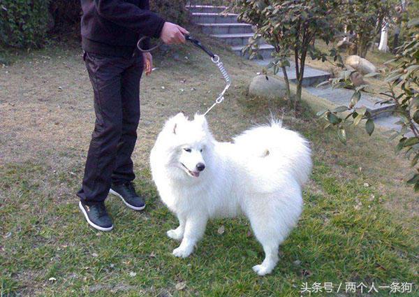 遛狗被别的狗给咬了,遛狗时狗狗被蚂蚁咬了