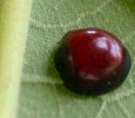 哪些瓢虫是益虫哪些瓢虫是害虫,瓢虫是害虫还是益虫怎么区分