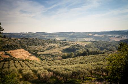真的橄榄油如何辨别,市面上的橄榄油是真的吗