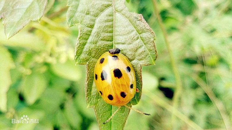 哪些瓢虫是益虫哪些瓢虫是害虫,瓢虫是害虫还是益虫怎么区分