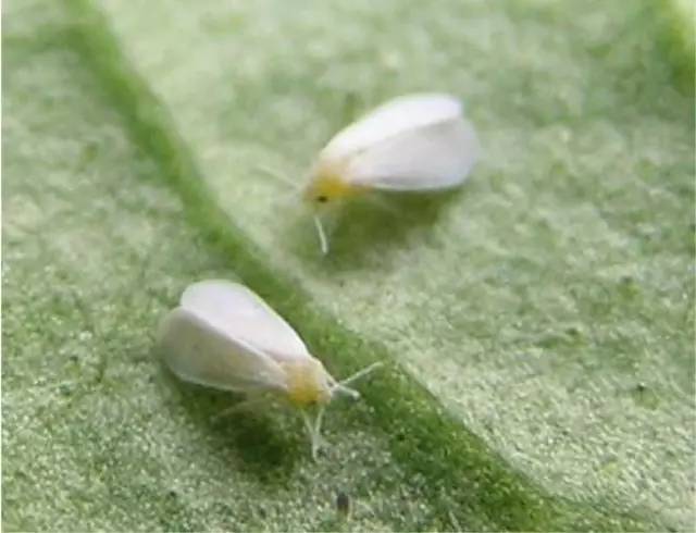 怎么预防植物长虫子,夏天植物爱长虫子