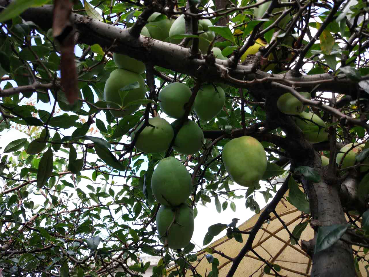 大理旅居租房子,大理古城租房旅游